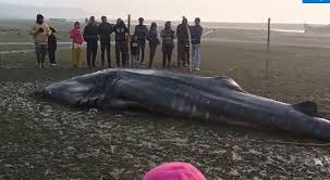 ମତ୍ସ୍ୟଜୀବୀଙ୍କ ଜାଲରେ ବିଶାଳ ସାର୍କ